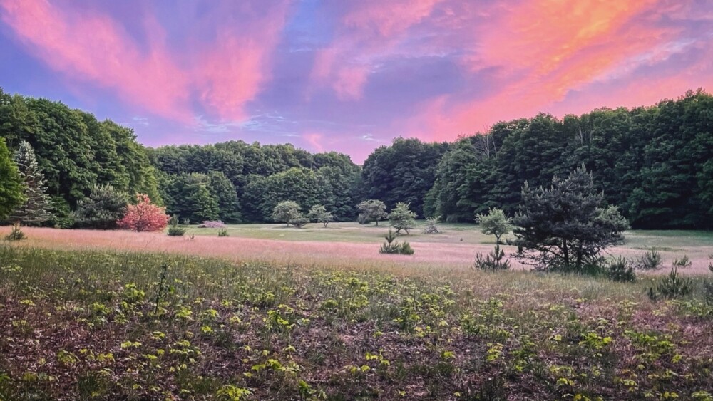 open field of wildflowers in front of a thick forest and beautiful pink and purple clouded sky