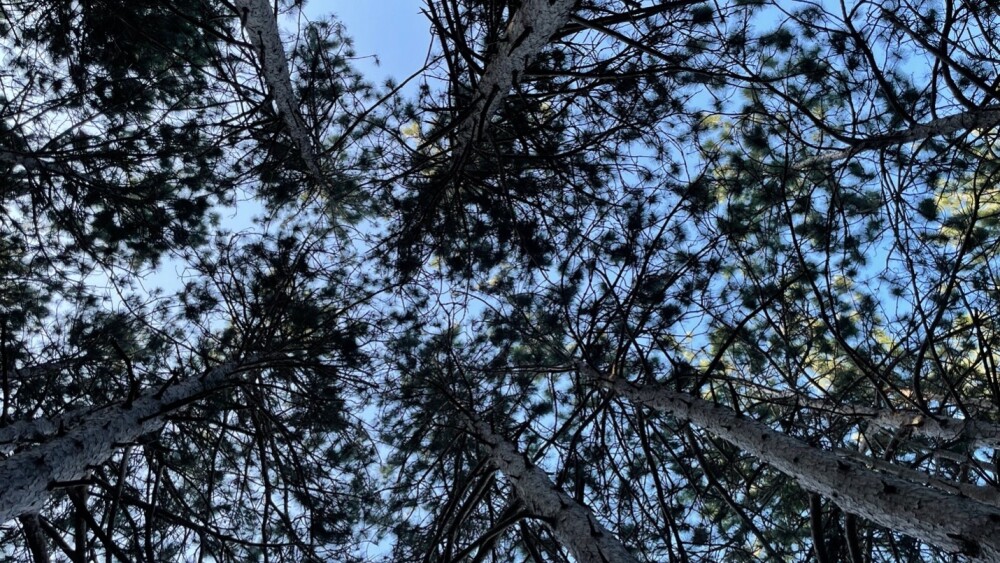 angled view of tall pine trees looking from the ground to the sky